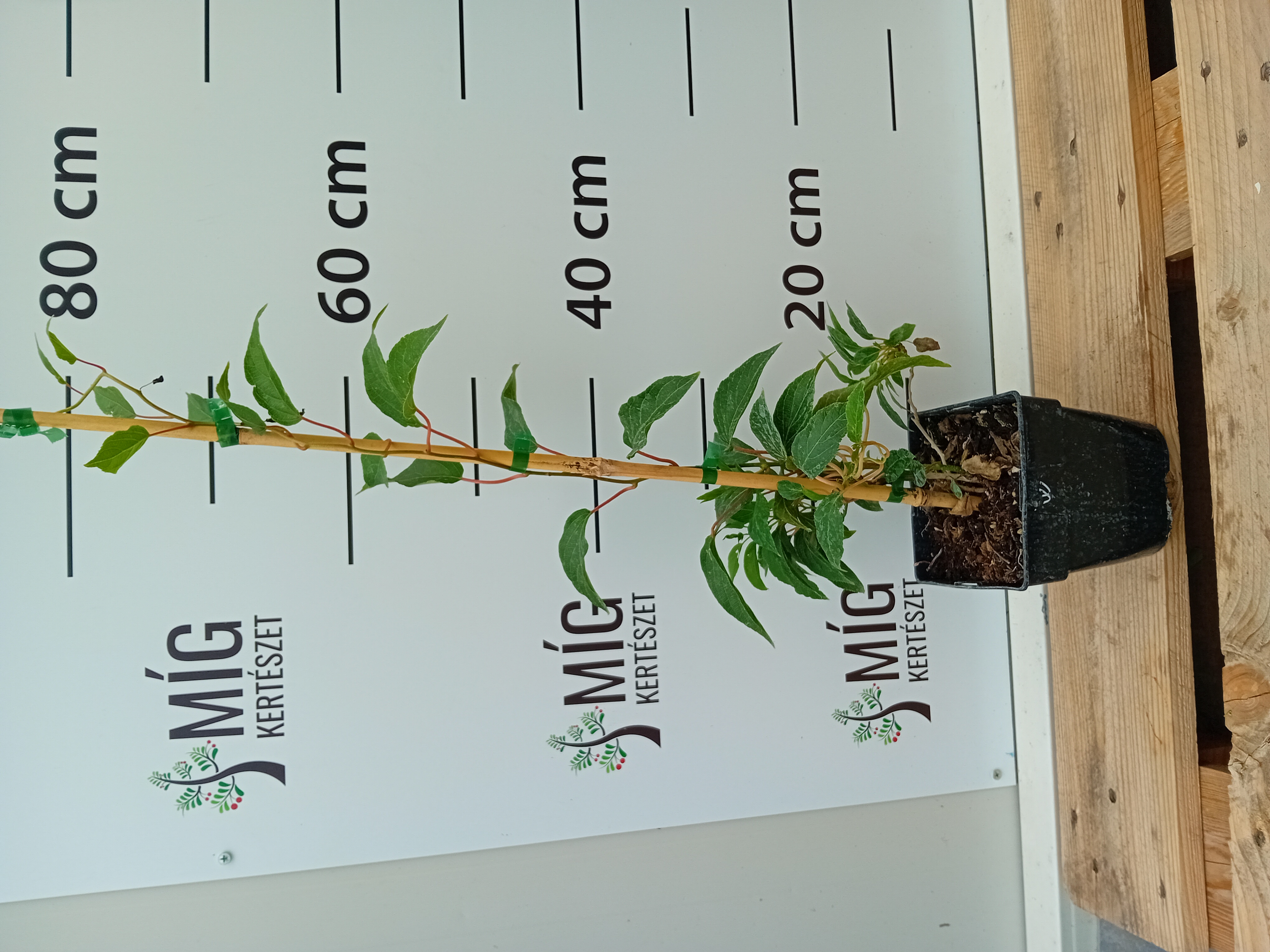 Weiki kiwi csemete